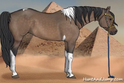 Horse Color:Brown Dun Tobiano 