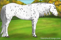 Horse Color:White Spotted Black Splash Tobiano Frame Appaloosa 