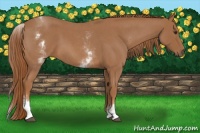 Horse Color:White Spotted Red Roan 