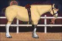 Horse Color:Buckskin 