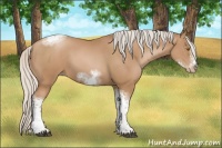 Horse Color:Silver Black Pearl Sabino Tobiano Frame