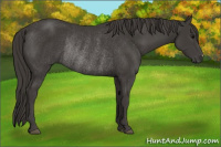 Horse Color:Smoky Black Rabicano 
