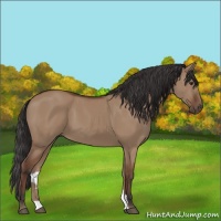 Horse Color:Bay Dun 