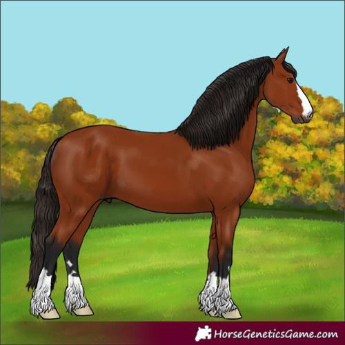 Horse Color:Gray Bay 