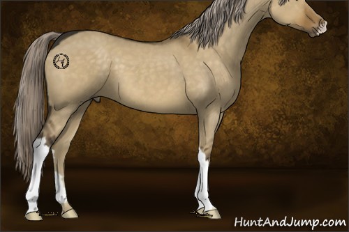 Horse Color:Chocolate Palomino Dun