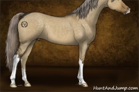 Horse Color:Chocolate Palomino Dun 