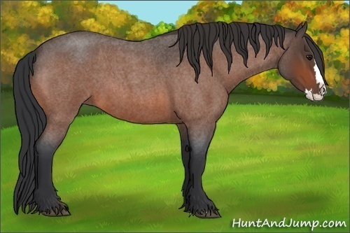 Horse Color:Bay Roan Splash 