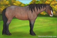 Horse Color:Bay Roan Splash