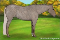 Horse Color:Silver Blue Roan Rabicano 