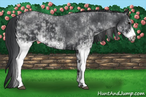 Horse Color:White Spotted Blue Roan Rabicano  and White Spotted Blue Roan Frame Rabicano 