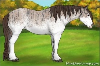 Horse Color:White Spotted Blue Roan Rabicano and White Spotted Classic Champagne Roan Rabicano
