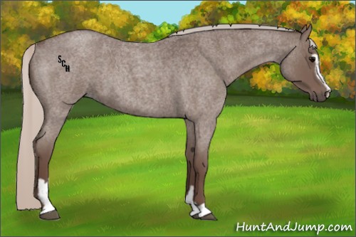 Horse Color:Silver Blue Roan Sabino 