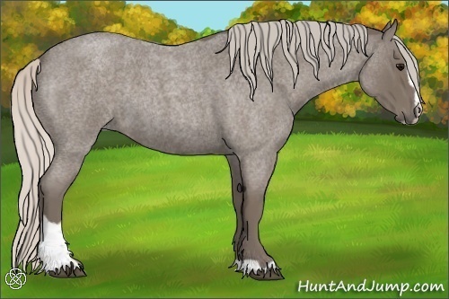 Horse Color:Silver Blue Roan Sabino 