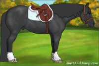 Horse Color:Blue Roan 