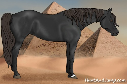 Horse Color:Gray Liver Chestnut
