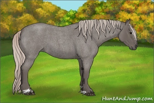 Horse Color:Silver Blue Roan Sabino 