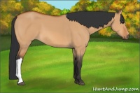 Horse Color:Bay Dun