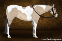 Horse Color:Bay Dun Sabino Tobiano Rabicano