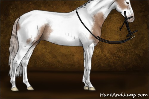 Horse Color:Silver Brown Dun Splash Tobiano Frame Rabicano