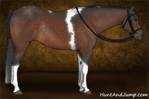 Horse Color:Brown Tobiano Rabicano