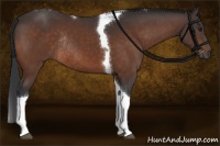 Horse Color:Brown Tobiano Rabicano 