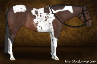 Horse Color:Brown Tobiano Rabicano 