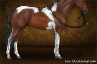 Horse Color:Brown Sabino Tobiano