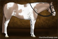 Horse Color:Black Pearl Sabino Tobiano 