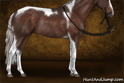Horse Color:Silver Brown Sabino Tobiano Rabicano