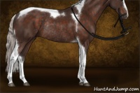 Horse Color:Silver Brown Sabino Tobiano Rabicano