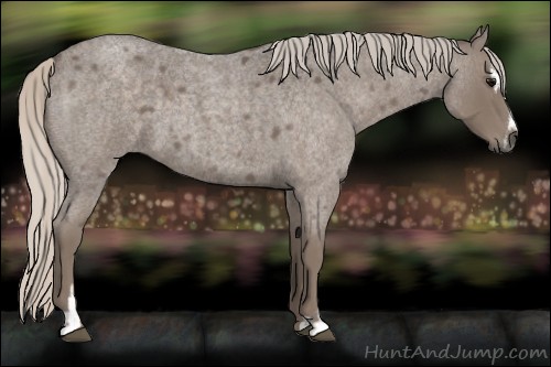 Horse Color:Silver Blue Roan Sabino 