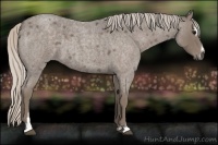 Horse Color:Silver Blue Roan Sabino