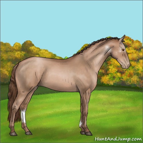 Horse Color:Brown Roan Pearl Rabicano 