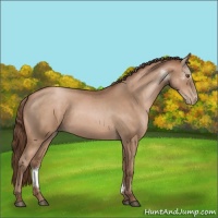 Horse Color:Brown Roan Pearl Rabicano
