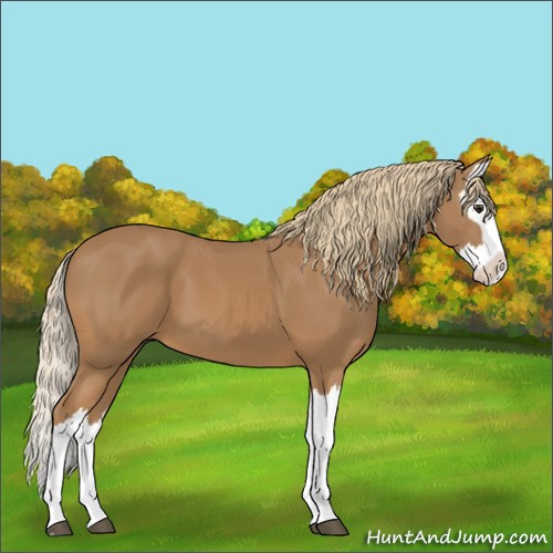 Horse Color:Chestnut Splash 