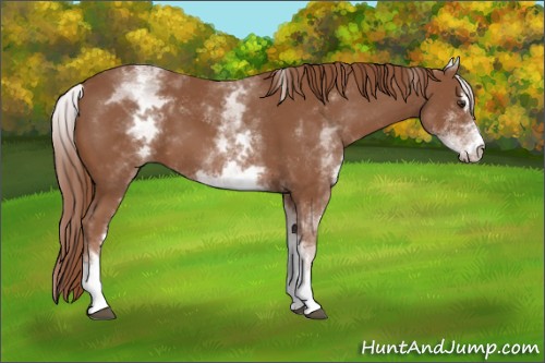 Horse Color:White Spotted Chestnut Sabino