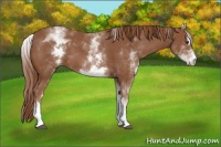 Horse Color:White Spotted Chestnut Sabino 