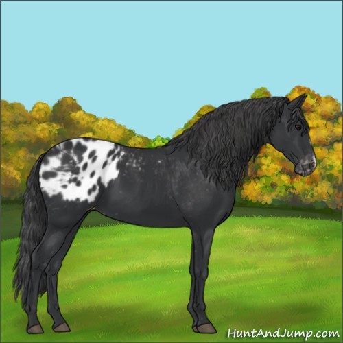 Horse Color:Black Blanket 