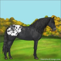Horse Color:Black Blanket 