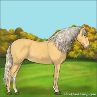 Horse Color:Palomino Rabicano 