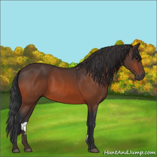 Horse Color:Bay 