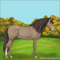 Horse Color:Classic Champagne 