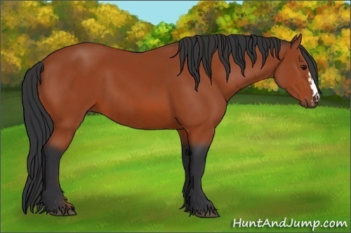 Horse Color:Bay and Bay