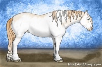 Horse Color:Buckskin Pearl Splash Frame 