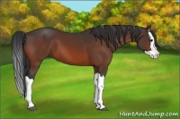 Horse Color:Bay Splash 