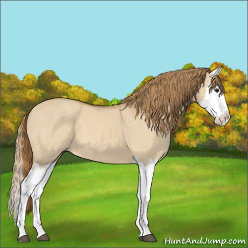 Horse Color:Red Dun Splash 