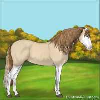 Horse Color:Red Dun Splash 