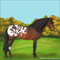 Horse Color:Bay Appaloosa