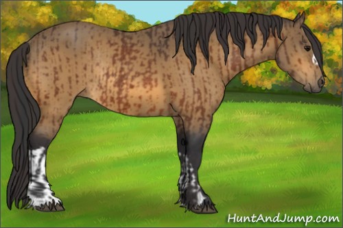 Horse Color:Bay Rabicano and Buckskin Rabicano