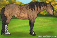 Horse Color:Bay Rabicano and Buckskin Rabicano